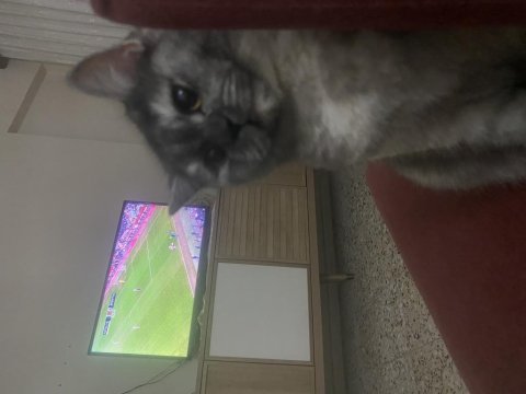 Uysal british shorthair kedidir