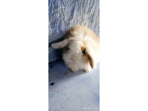 Damızlık altı teddy lop tavşanlar 3 aylık