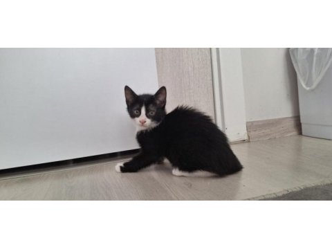 Sahiplendirme kedilerimiz