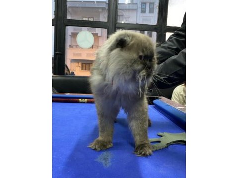 British slonghair casper yeni sahibini bekliyor