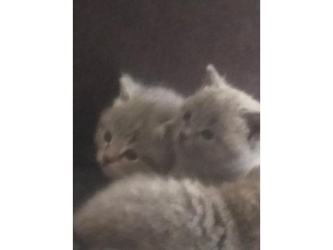 British shorthair 3 yavrumuza yeni sahip