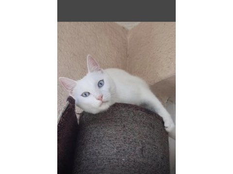 Duyma engelli kedimize açil yuva