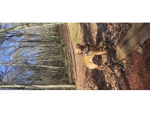 11 aylık safkan golden retriever