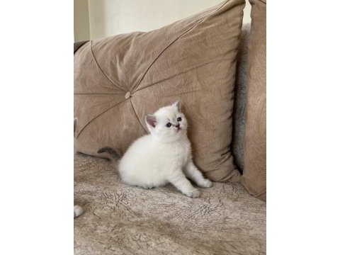 Minik british shorthair yavrularım