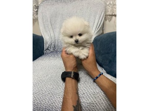 Pomeranian bebekler orginal çanta boy