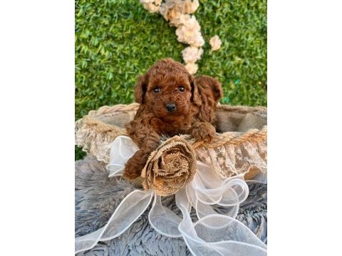 Irk ve sağlık garantili poodle