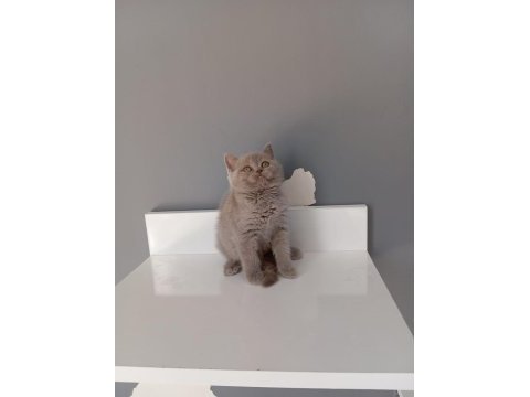 Saf kan british shorthair yavrularımız