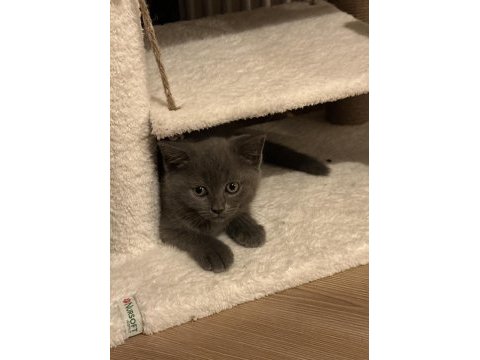 British shorthair ve scottish fold yavru kediler