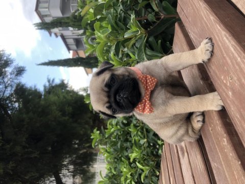 Denizli pug yavrular a kalite ırk ve sağlık garantili