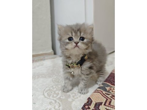 A kalite british longhair yavrular