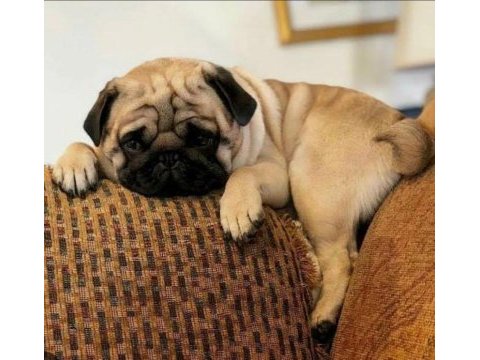 1 yaşında pug köpeğimiz