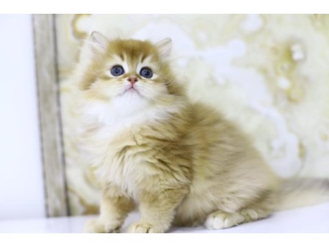 Gülen british longhair tostikler