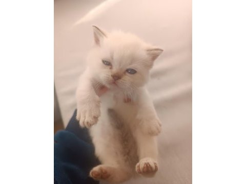 British longhair ve shorthair bluepoint