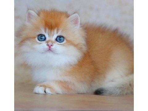 Oyuncak bebek golden british longhair 