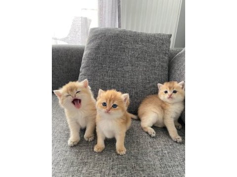 Yavru british shorthair kediler