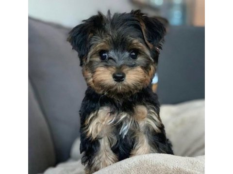 Yorkshire terrier yavrularımız