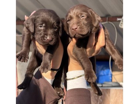 Labrador redriever sevimli yavrular