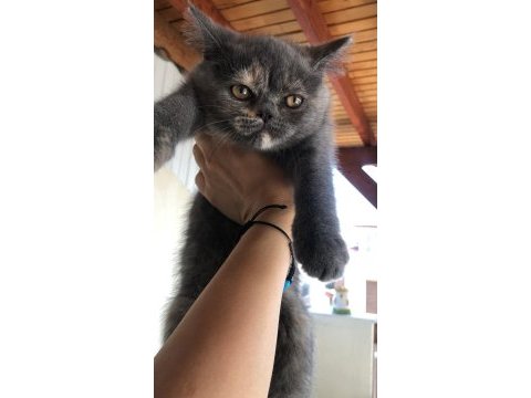 2 aylık dişi british shorthair