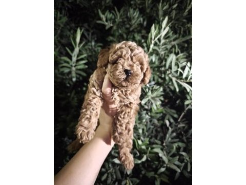 Toy poodle bebekler