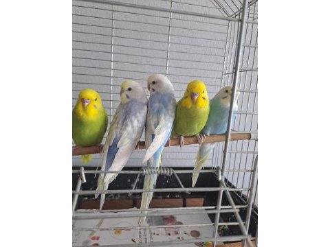 5 adet 2 aylık muhabbet kuşu yavru