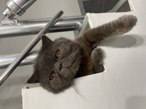 Sahiplendirme scottish fold kedimiz
