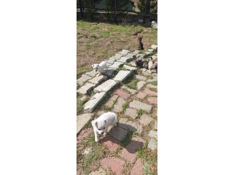 Chihuahua sevimli köpekler