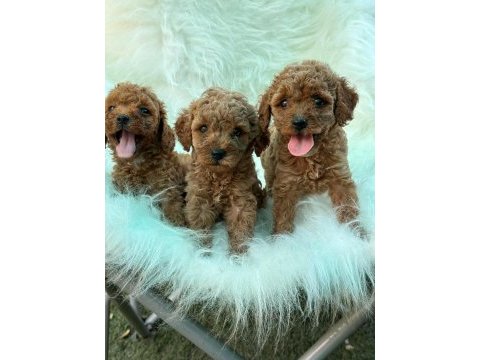 Ziyarete açık erkek dişi poodle bebekler 