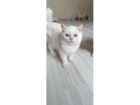 Bursa golden point british shorthair bebekler