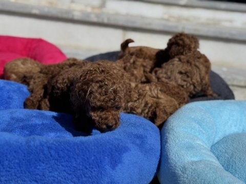 Wc eğitimli aşılı pasaportlu toy poodle 