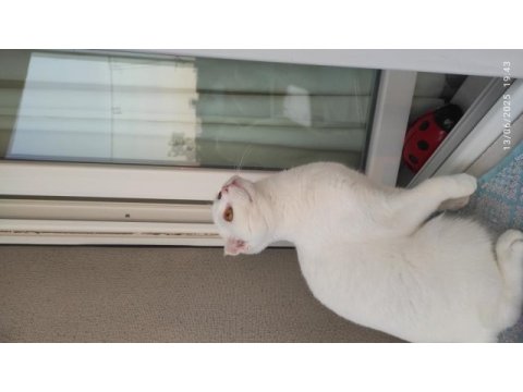Scottish fold yavrumuza güzel bakacak kişiler