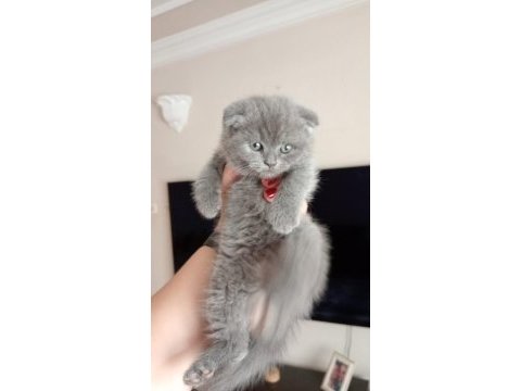 Scottish fold