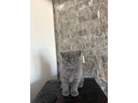 Brıtısh shorthair blue yavrularım 
