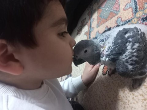 Yavru jako papağanı 6 aylık
