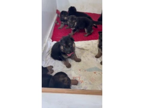 Anne baba şecereli alman kurdu