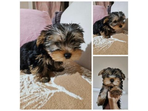 Son erkek yorkshire terrier yavrumuz tam teacup