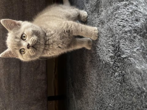 British shorthair erkek yavru