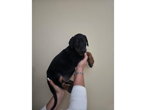 Doberman yavru