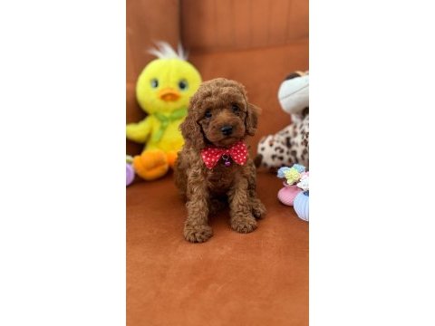 Boy kilo garantili saf kan toy poodle