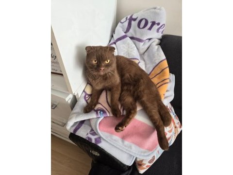 Ücretsiz scottish fold kedisini sahiplendirme
