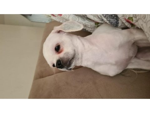 11 aylık shih tzu