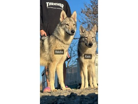 Czechoslovakian wolfdog (çekoslavak kurdu)