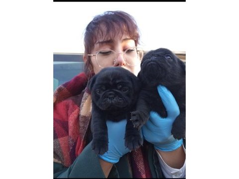 Sıyah black pug yavrularımız