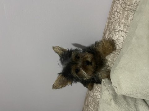 Tek kaldı dişi safkan yorkshire terrier