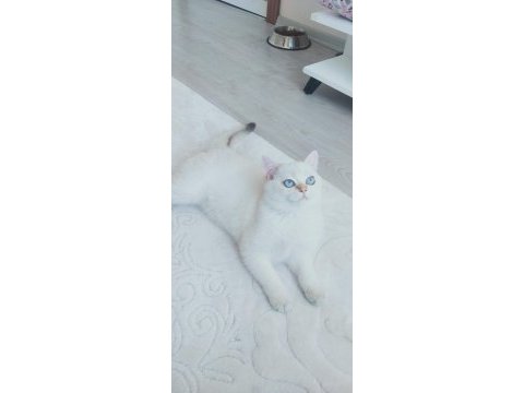 9 aylık british shorthair safkan golden blue point beyaz