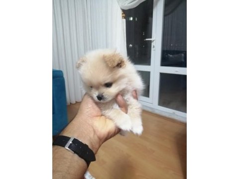 Stres savar pomeranian spitz