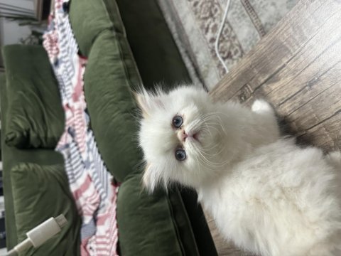 Maviş gözlü prenses kedimiz