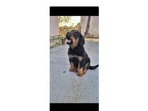 Macar rottweiler köpeği