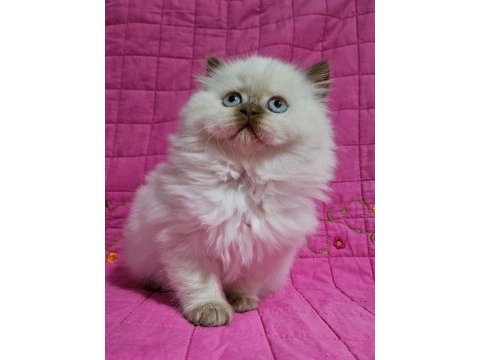 Cinnamon tarçın kahverengi british longhair yavrular