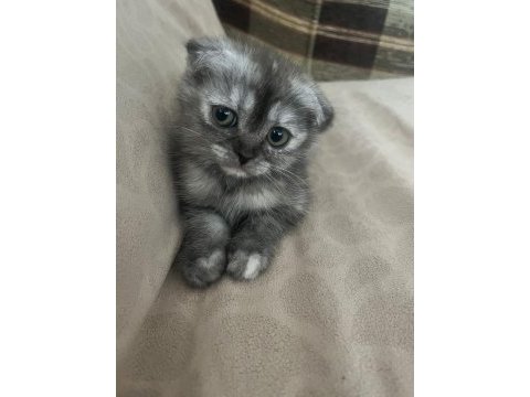 1.5 aylık eğitimli scottish fold yavrular