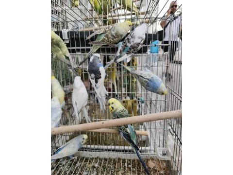 Her çeşit kuşlarımız mevcut muhabbet